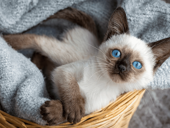 Déshydratation chat : causes, symptômes, prévention