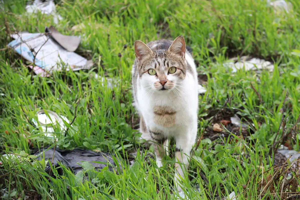 Chat explorant le territoire extérieur, à la recherche de proies et marquant son territoire