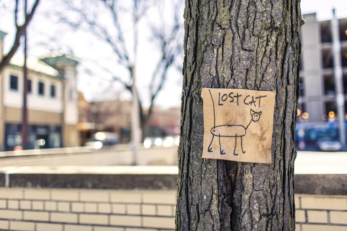 Personne recherchant un chat disparu dans le voisinage, affichant une annonce avec photo