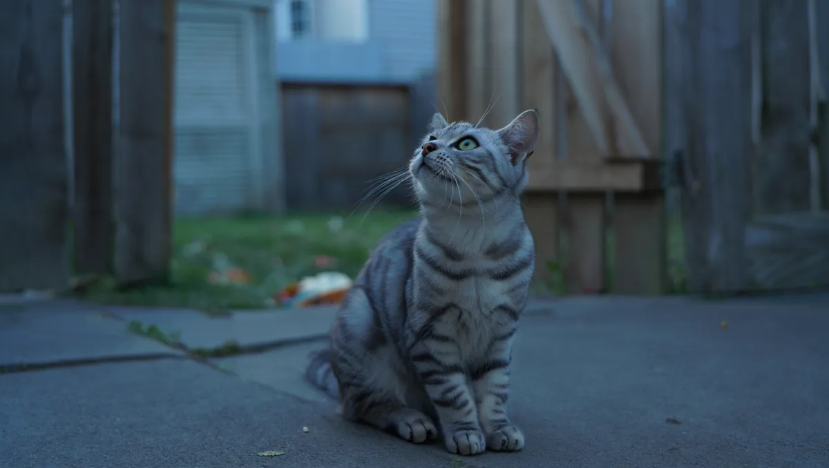 Pièges et erreurs courantes à éviter — Parmi les erreurs fréquemment observées : attendre trop longtemps avant de commencer les recherches, croire qu’un chat reviendra forcément de lui‑même, ou attirer l’animal avec de la nourriture laissée en plein air qui risque