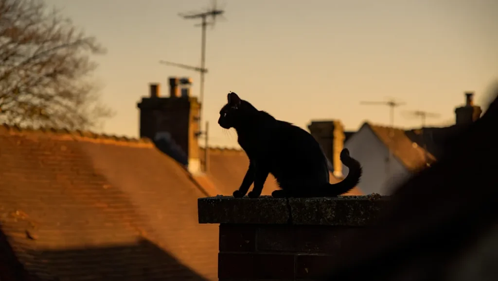 Absences de plusieurs heures chez le chat : causes et que faire