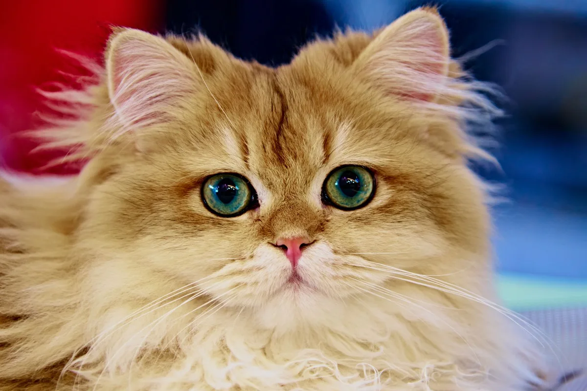 Chat aux yeux bleus avec morphologie équilibrée et musclée