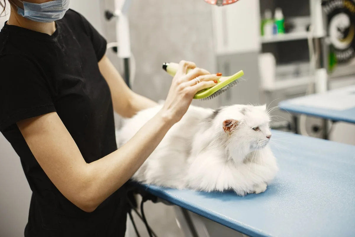 Personne brossant le pelage d'un chat avec une brosse adaptée