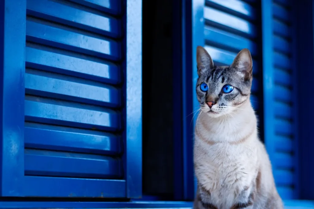Chat aux yeux bleus intenses regardant vers l'avant en gros plan