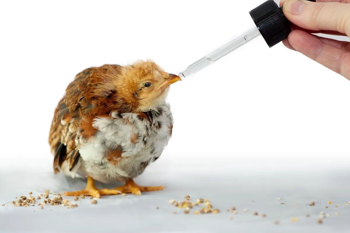 Main versant des grains dans un abreuvoir pour poussins