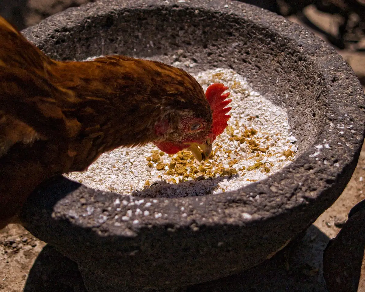 Poules adultes picorante dans une basse-cour ensoleillée