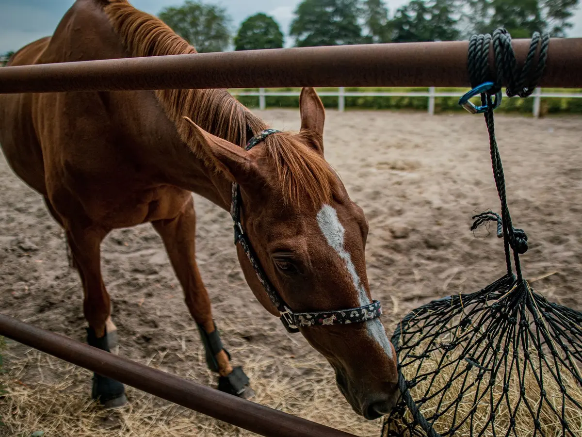 Cheval se nourrissant dans une écurie, illustrant la santé digestive et l'équilibre intestinal
