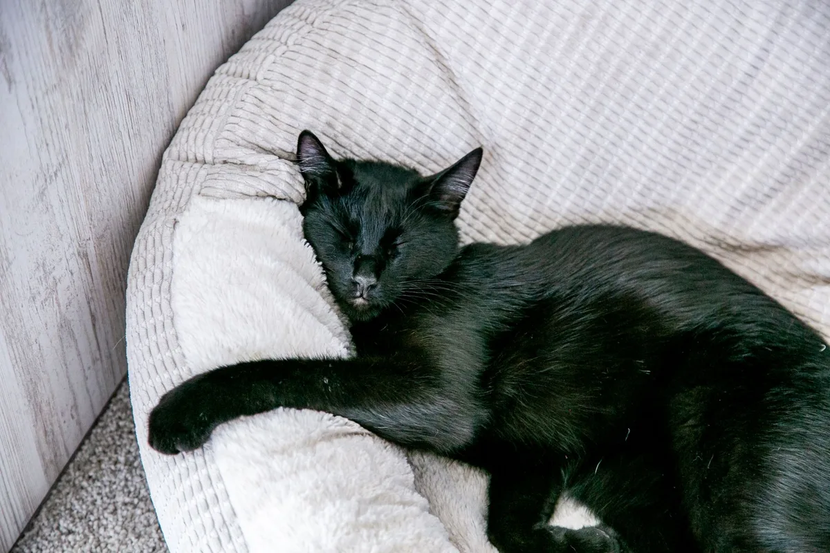 Chat reposant sur un couchage moelleux et ergonomique, dans un espace calme et confortable