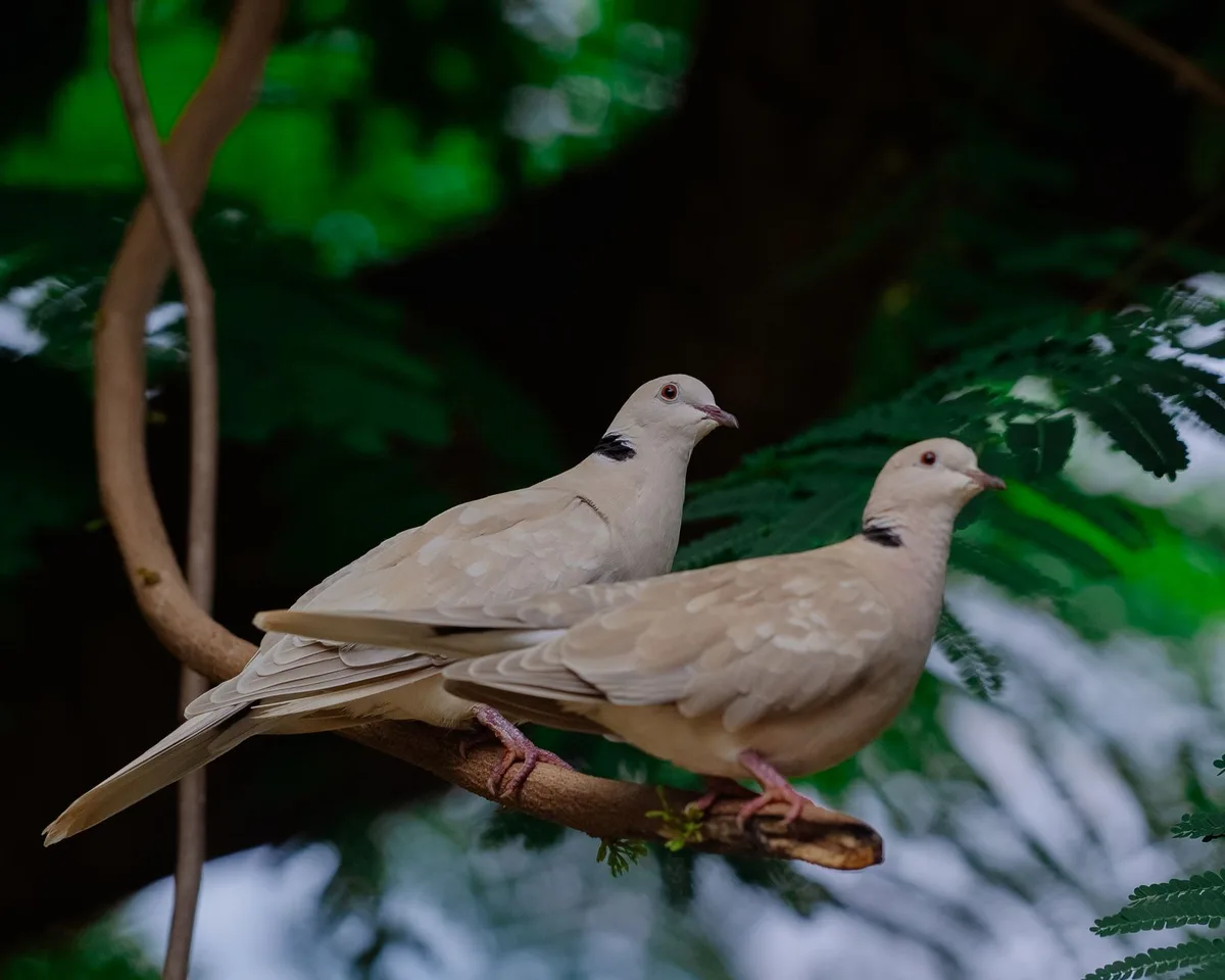 Main tendue vers une tourterelle perchée, moment de confiance entre l'oiseau et l'humain