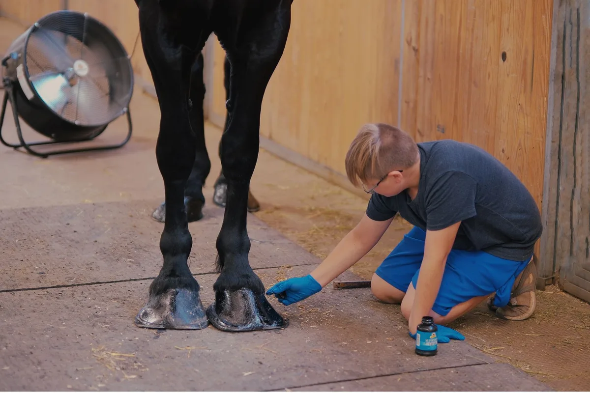 Application d'une pâte d'argile sur le membre d'un cheval pour soulager après l'effort