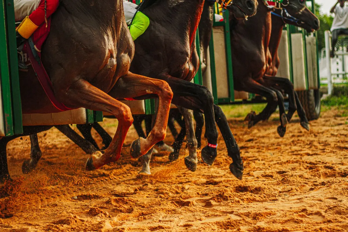 Chevaux en mouvement montrant l'utilisation des articulations lors du travail