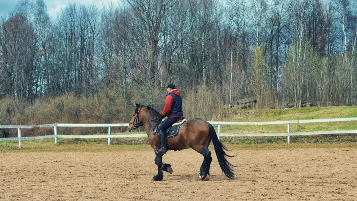 Cheval travaillant sur une surface adaptée avec échauffement et récupération progressive