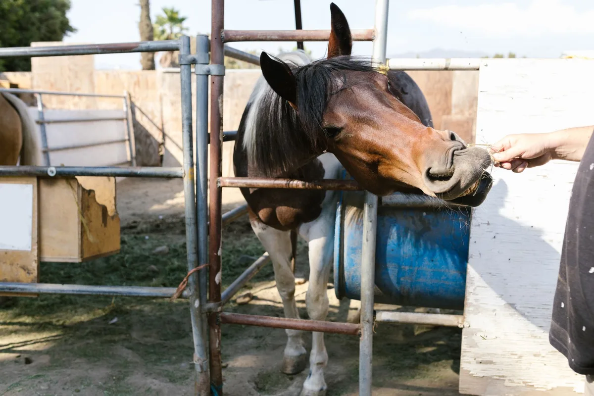 Cheval en mouvement sur une surface adaptée, illustrant la mobilité articulaire et le bien-être physique