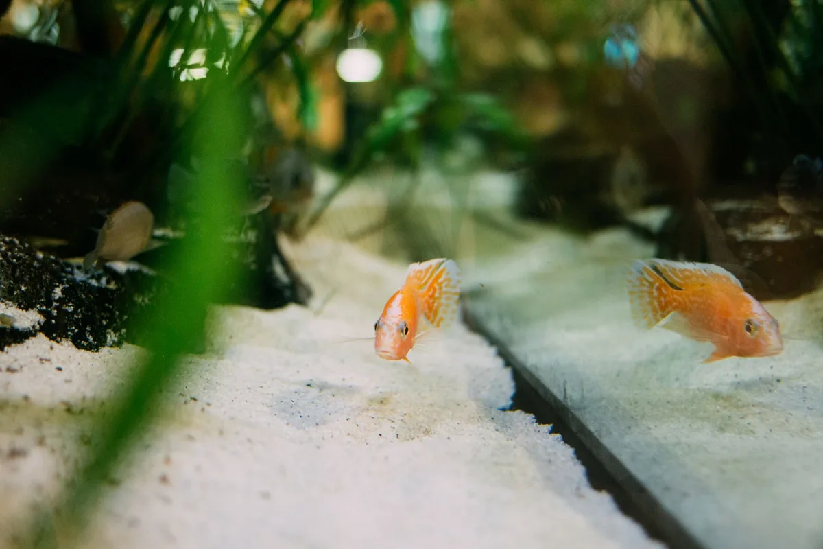 Nano-aquarium bien aménagé avec plantes naturelles et substrat fin