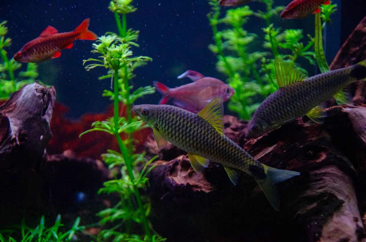 Décoration d'aquarium avec plantes à larges feuilles et racines lisses