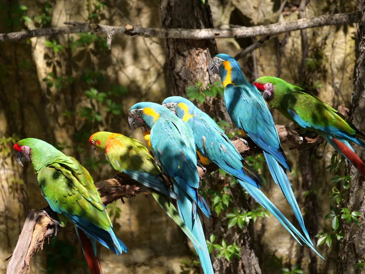 Groupe de cacatoès en vol dans leur habitat naturel australien