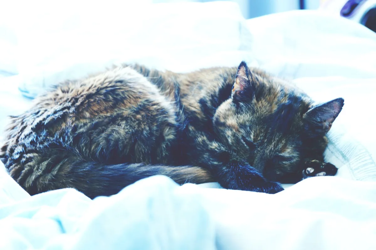 Refuge aménagé pour chat avec litière, couchage et jouets dans une pièce calme