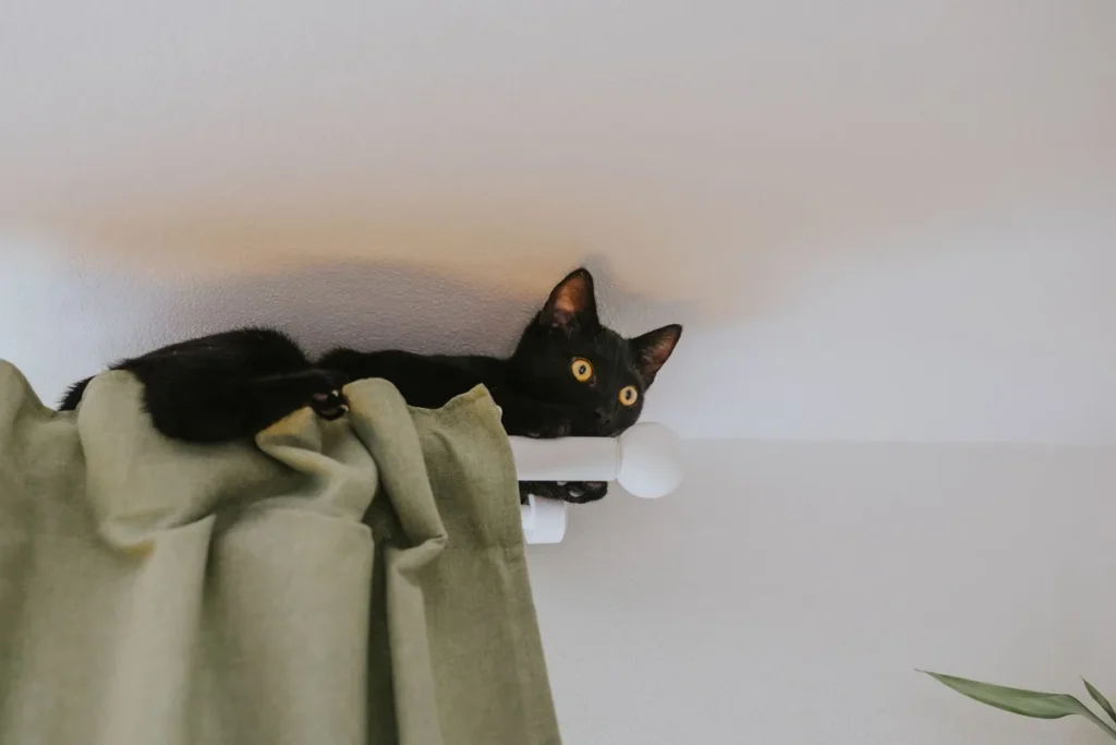 Chat caché dans un refuge sûr et calme pendant les feux d'artifice