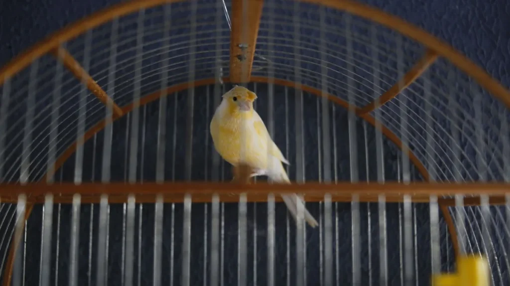 Canari silencieux perché sur une branche dans sa cage bien éclairée