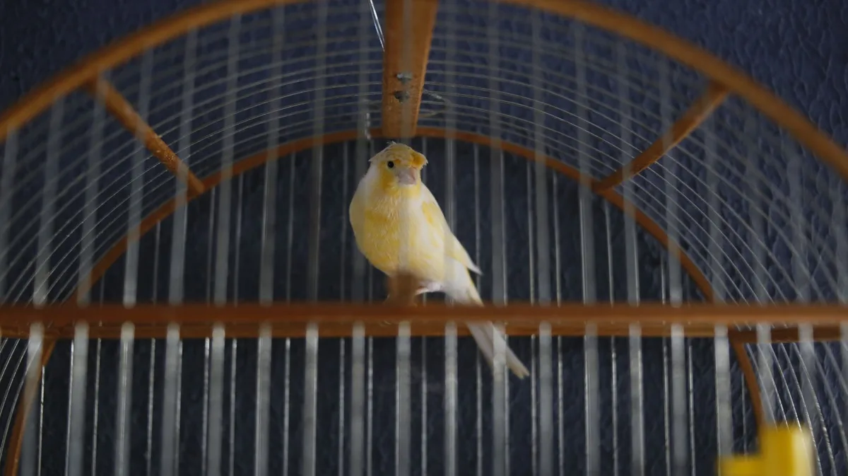 Canari silencieux perché sur une branche dans sa cage bien éclairée