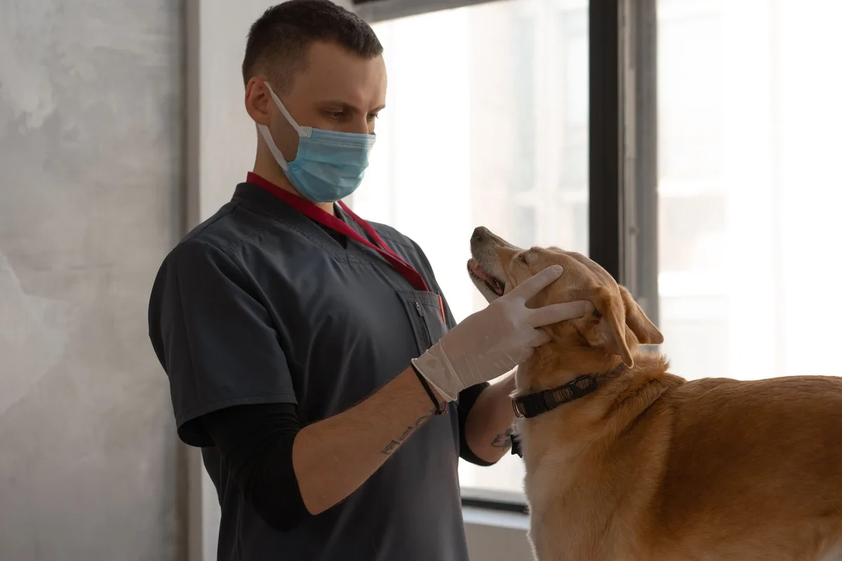 Consultation vétérinaire d'urgence pour un animal en détresse