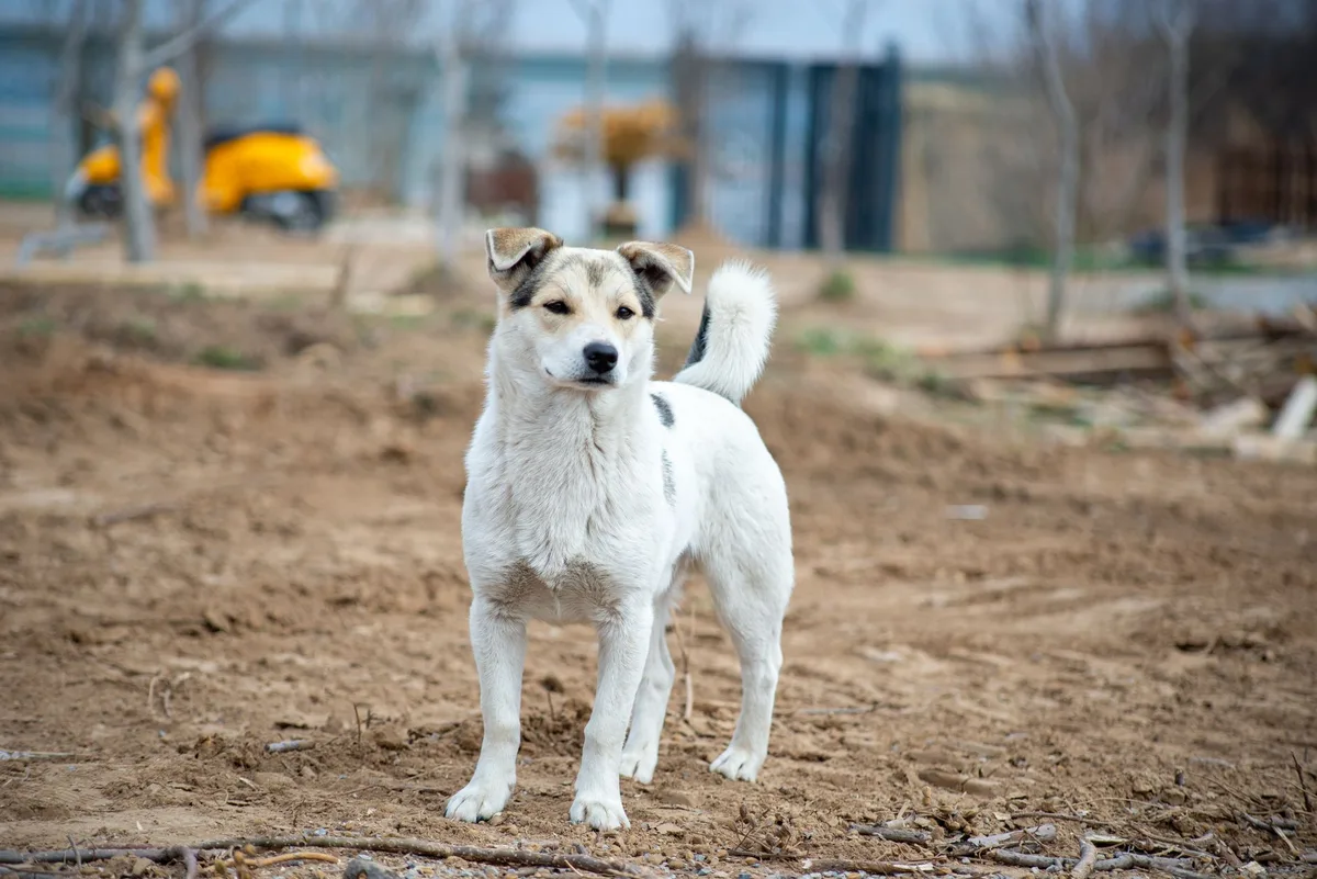 Chien explorant le sol forestier au printemps, propriétaire vigilant à proximité