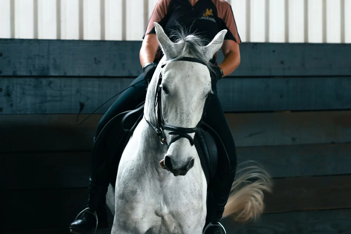 Flux Instagram montrant des publications sur l'équitation et la vie avec les chevaux