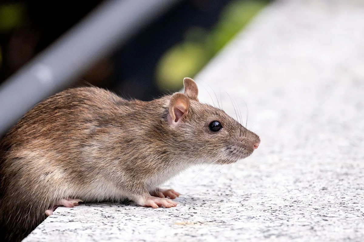 Signes visibles d'infestation : excréments et traces de grignotage près d'un bac à ordures