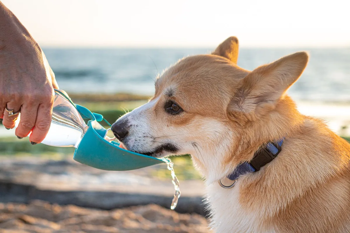 Bol pliable et bouteille d'eau pour chien lors d'une promenade en extérieur