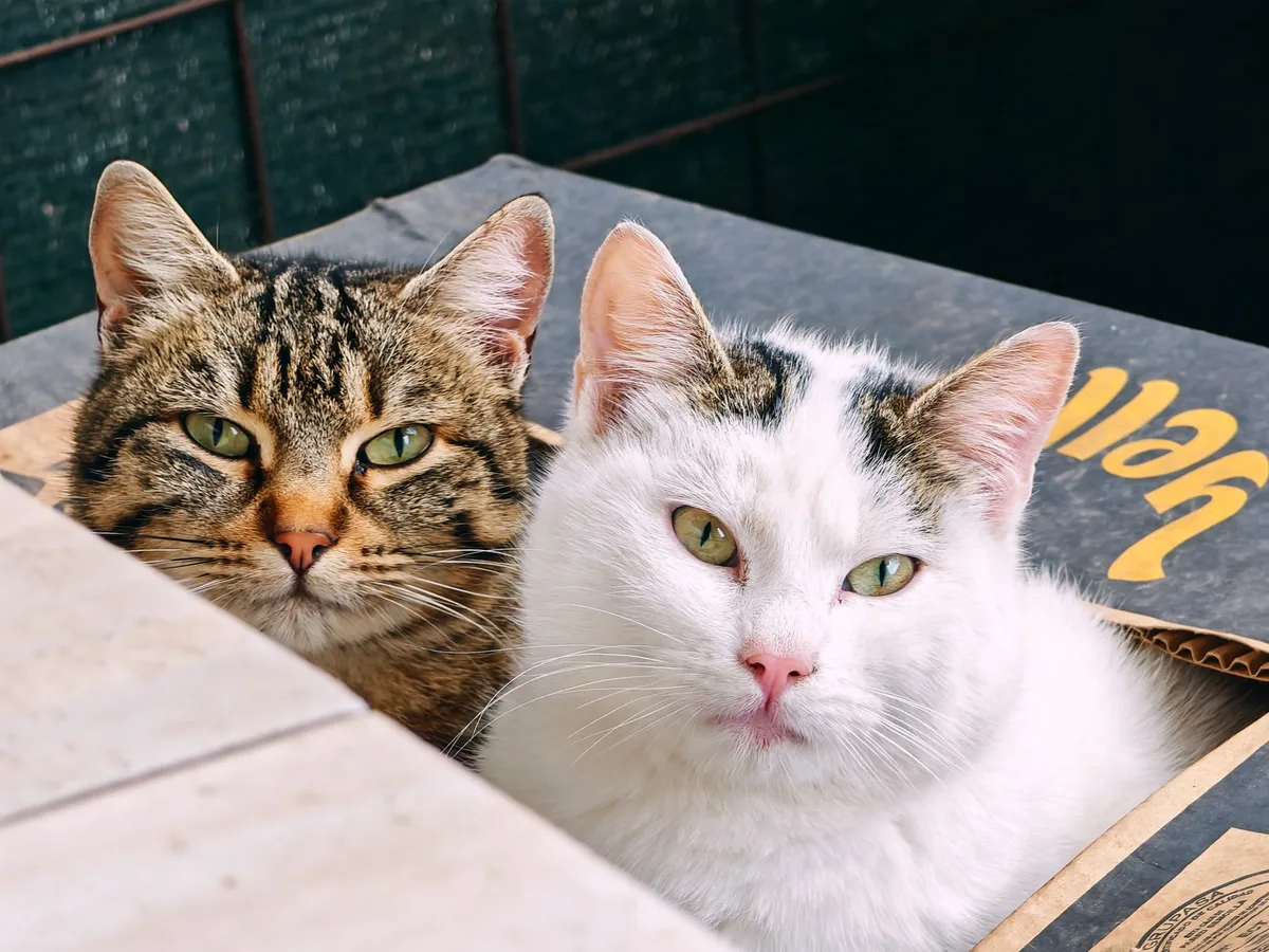 Nettoyage régulier d'une litière de chat avec une pelle et un bac propre