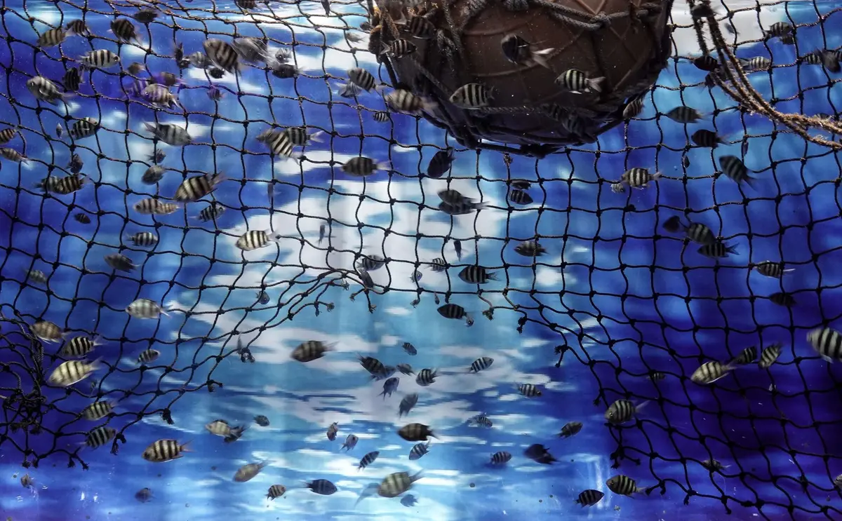 Poisson stressé isolé dans un coin de l'aquarium montrant des signes de comportement anormal