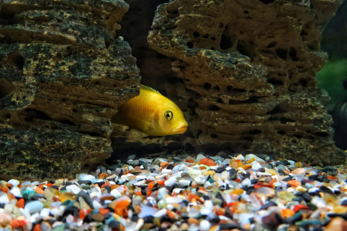 Aquarium aménagé avec plantes, racines et structures créant des zones de refuge et des cachettes
