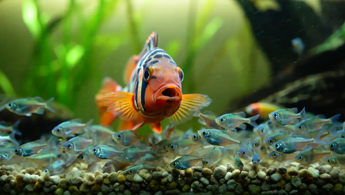 Pourquoi la compatibilité ne se résume pas à “espèce A + espèce B” — Certains poissons paraissent évidents ensemble sur le papier mais posent problème une fois dans le bac. La raison tient souvent à des détails : un mâle territorial
