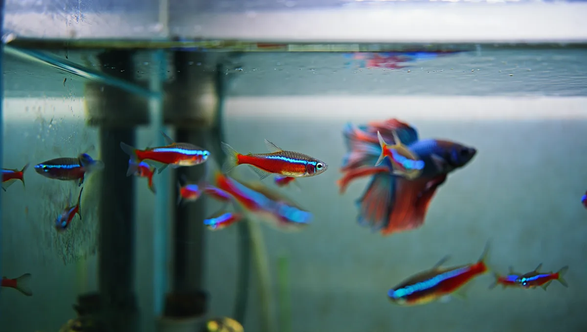 Tableau synthétique : profils comportementaux et recommandations — Profil comportemental Exemples Recommandation pratique Poissons paisibles Néons, Guppys, Platy, Rasboras Conviennent bien en communautaire si paramètres compatibles Poissons territoriaux Betta mâle, Cichlidés, Gourami, Scalaire adulte Éviter un seul individu isolé dans un