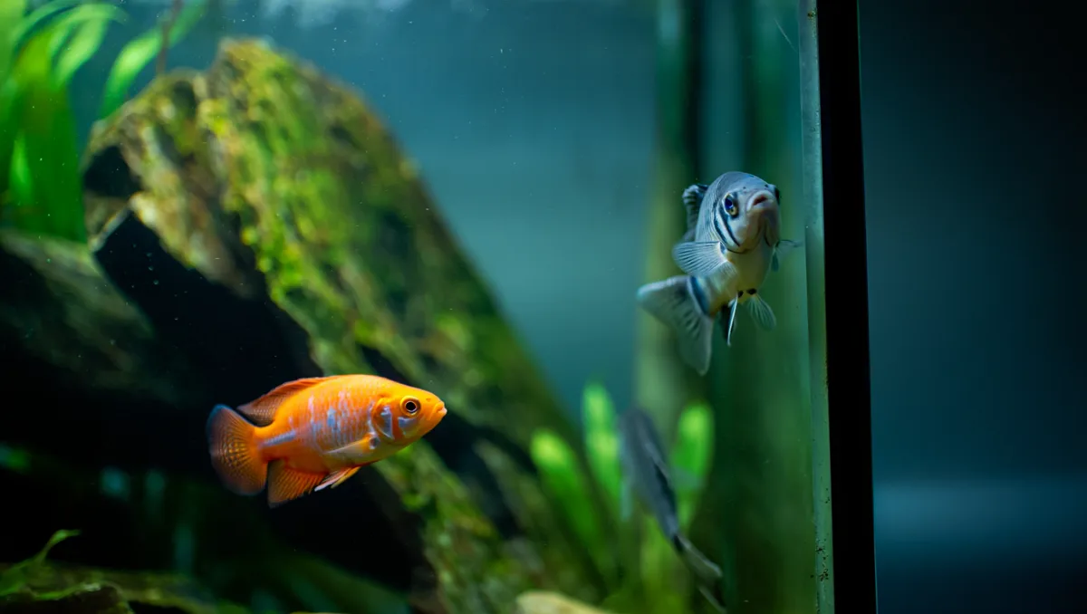 Cohabitation en aquarium : comment choisir des poissons réellement compatibles ?