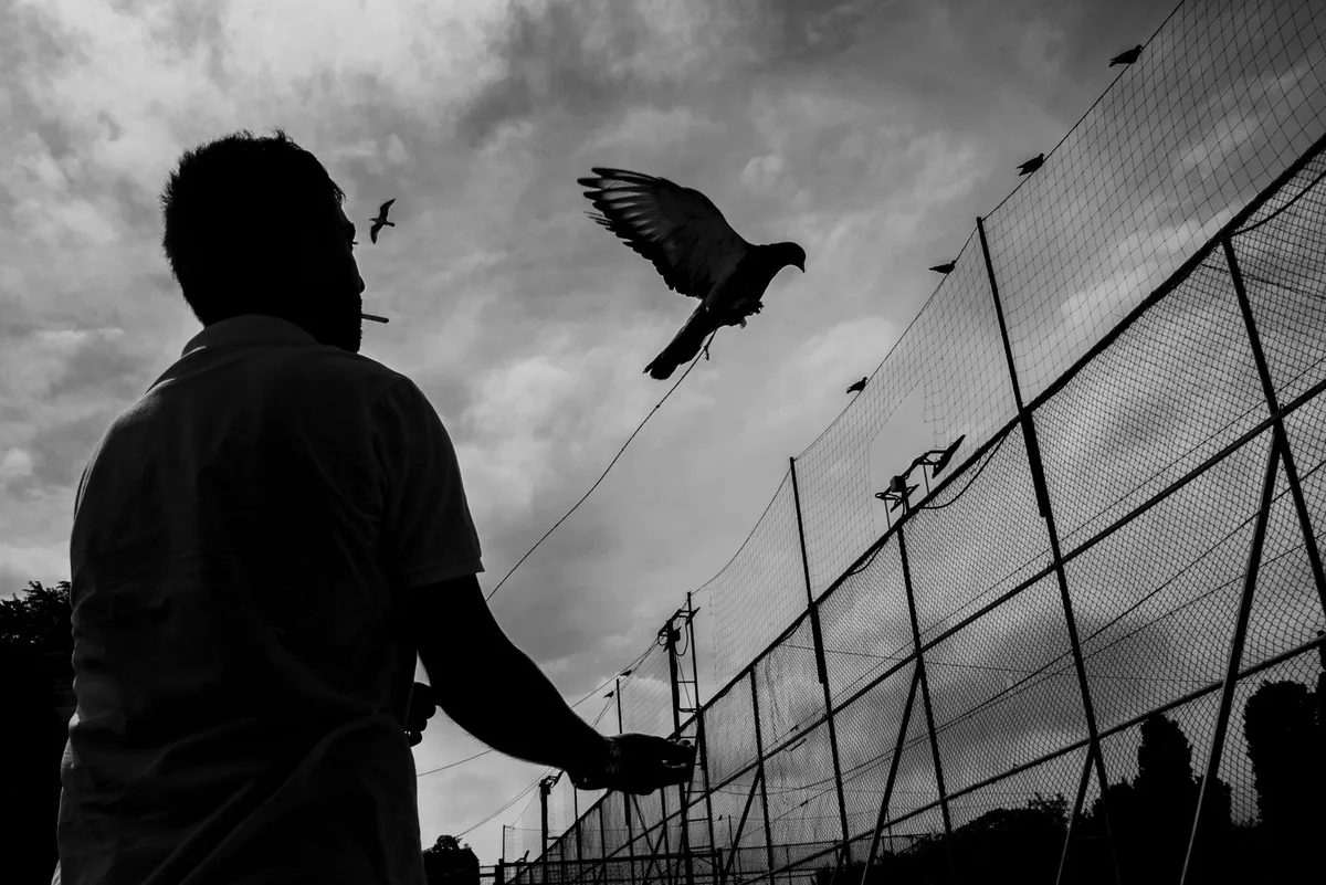 Pigeons voyageurs en vol lors d'un entraînement de course