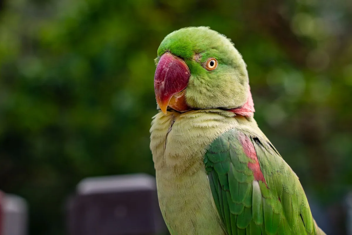 Gros plan montrant le plumage vif et la morphologie caractéristique d'une perruche