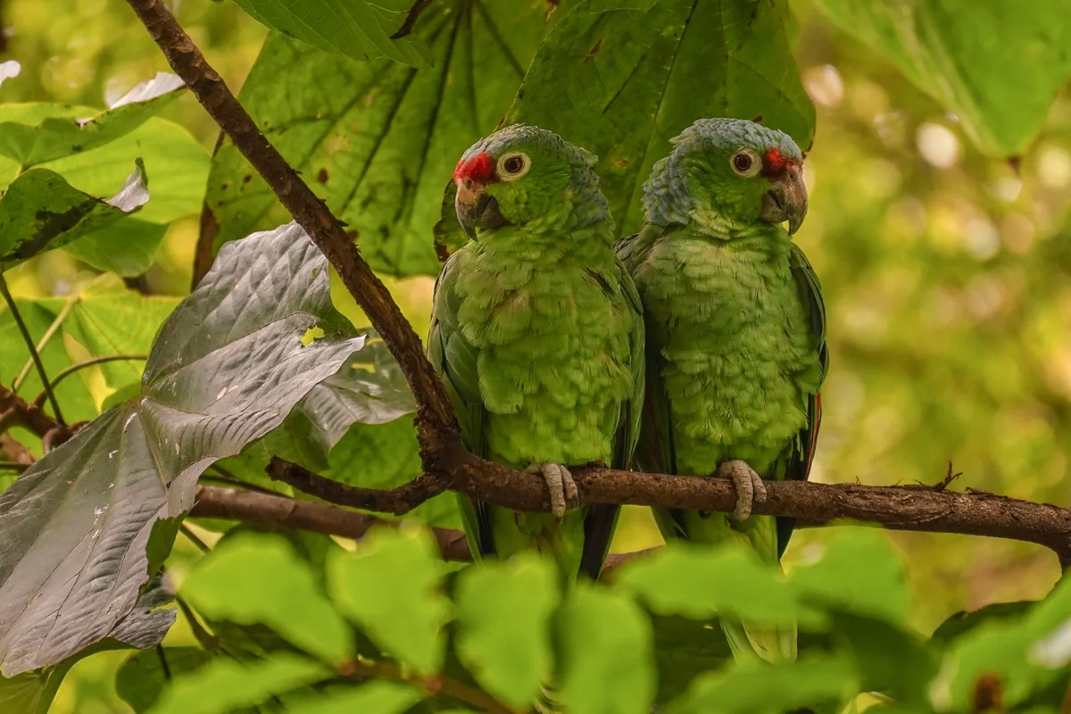 Perruches colorées perchées sur des branches dans un habitat naturel