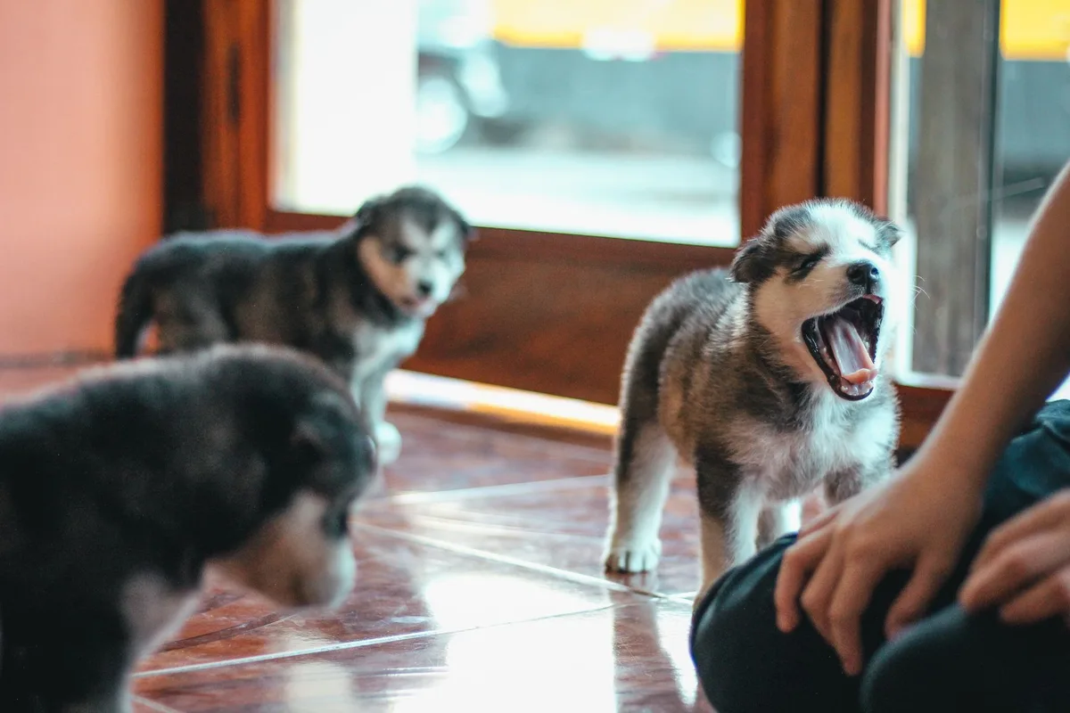 Chiot en apprentissage du rappel dans un espace clos et calme à l'intérieur.