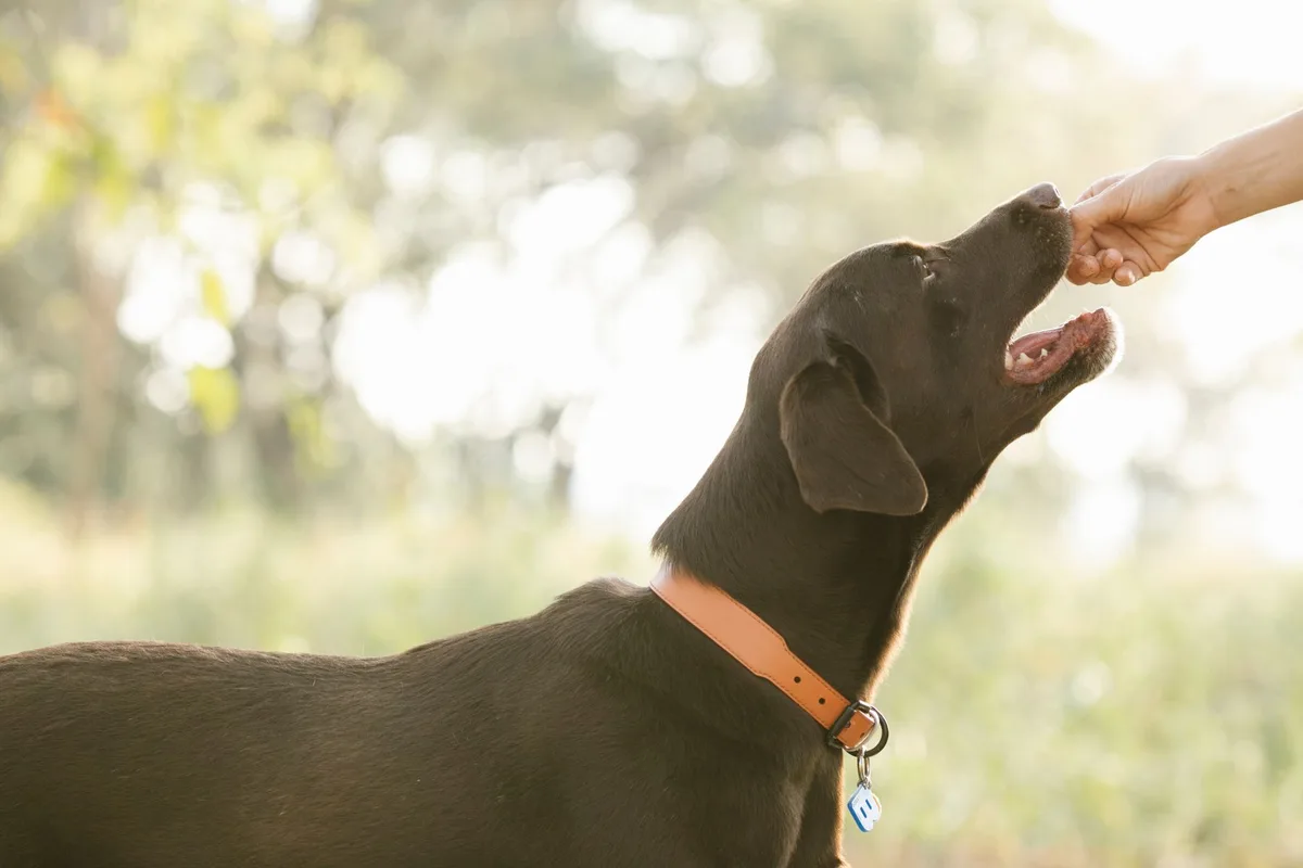 Récompenses variées pour l'entraînement du chien : friandises et jouets motivants.