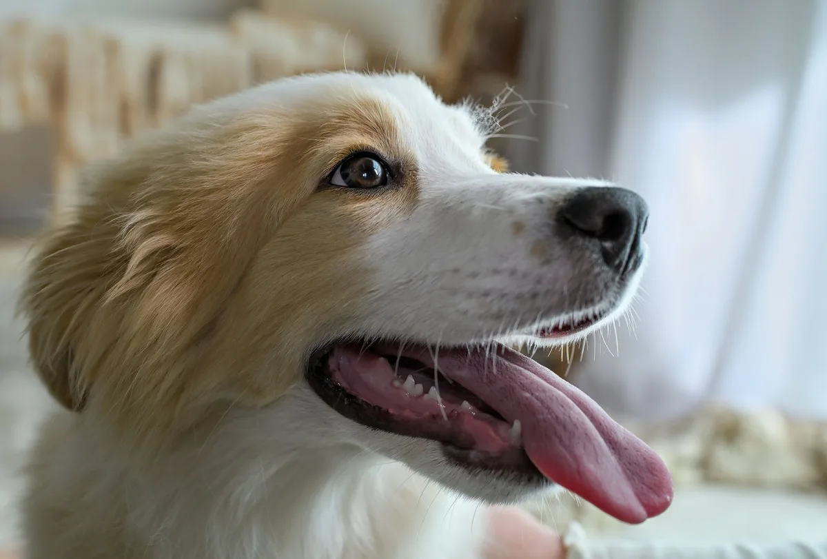 Chien montrant des signes d'anxiété avec halètement et posture tendue