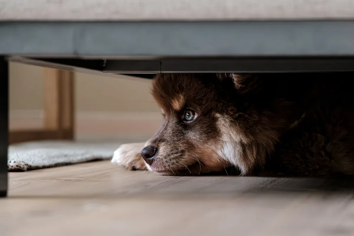 Pièce aménagée avec rideaux fermés, coussins et espace sécurisé pour un chien