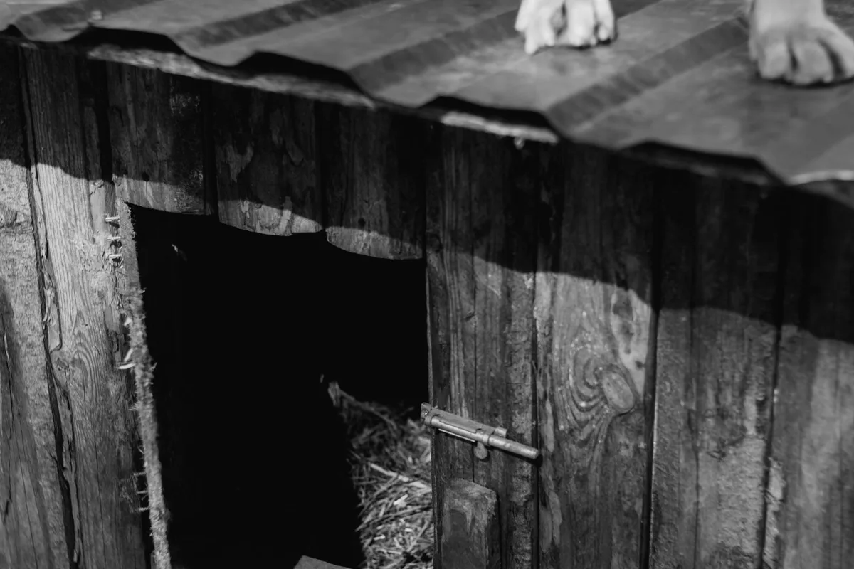 Chien anxieux recroquevillé dans un refuge calme avec des rideaux fermés et des couvertures