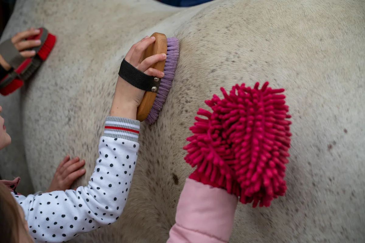 Différents outils de pansage pour chevaux : étrille, bouchon, brosses et cure-pied.