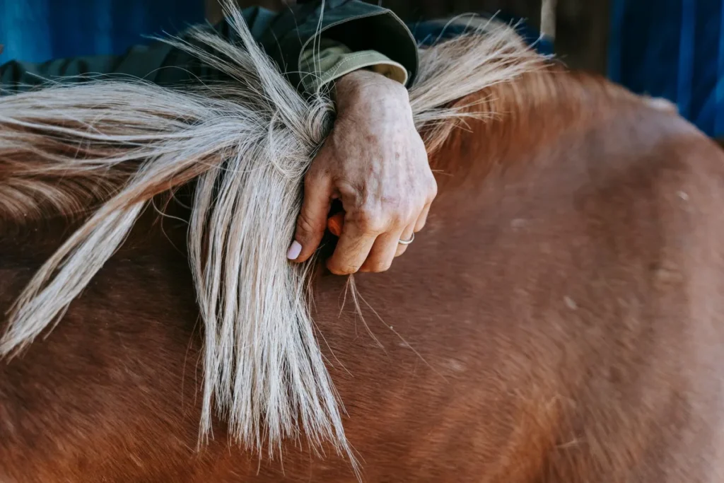Personne brossant doucement l'encolure d'un cheval avec une brosse souple, moment calme et attentif.