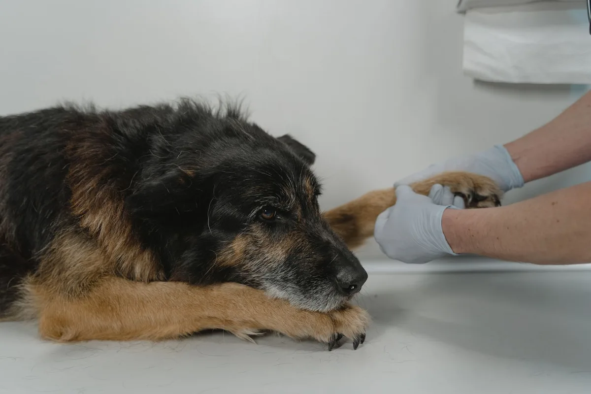 Vétérinaire examinant calmement un chien avec une approche douce et progressive