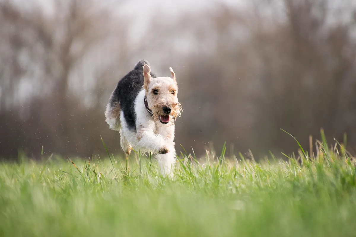 Chien revenant vers son propriétaire lors d'une balade en liberté