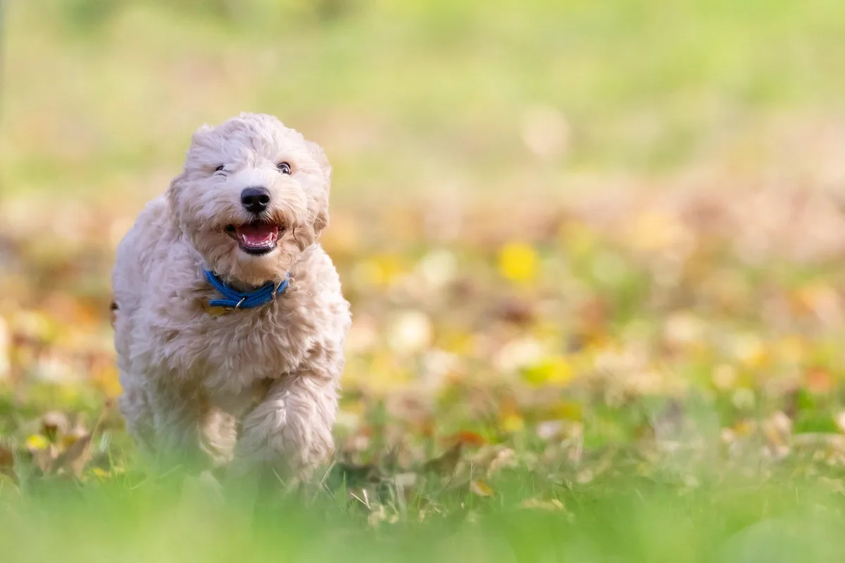Chien acceptant un jouet comme alternative positive