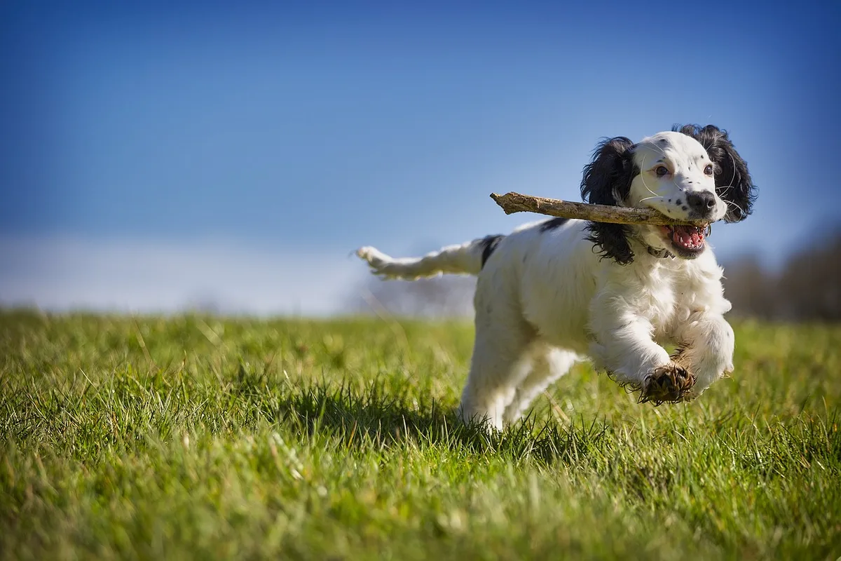 Chien jouant et se dépensant physiquement en extérieur