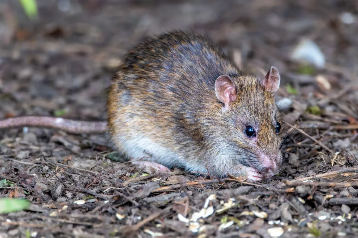 Indices d'infestation : crottes de rats et traces grasses sur une plinthe